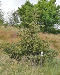 Picea retroflexa Blijdenstein 