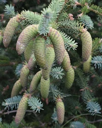 Picea retroflexa Blijdenstein 