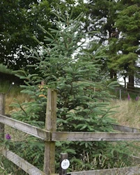 Picea smithiana 