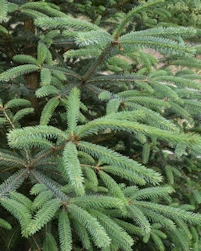 Picea smithiana 