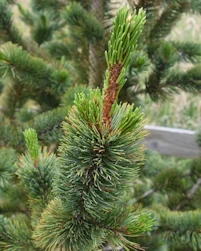 Pinus aristata 