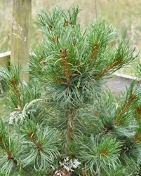 Pinus koraiensis x pinus pumila winton 