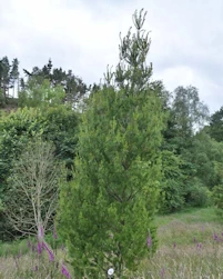 Pinus strobus torulosa 