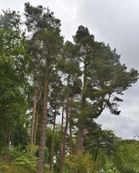 Pinus sylvestris 
