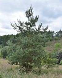 Pinus sylvestris