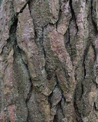 Scots pine 