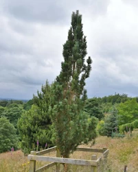 Fastigiate Scots pine 