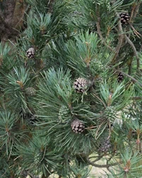 Fastigiate Scots pine 