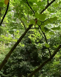 Podocarpus salignus