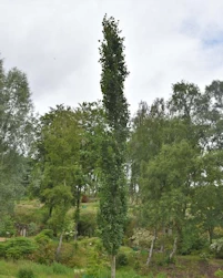 Populus tremula