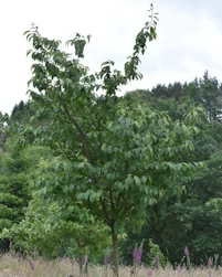 Prunus sargentii