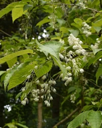 Pterostyrax
