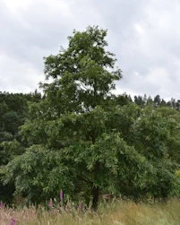 Quercus castaneifolia