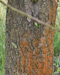 Quercus castaneifolia