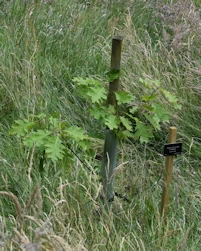 Quercus coccinea Bordeaux