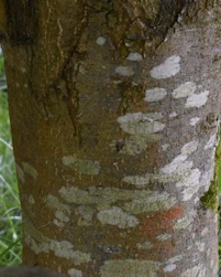 Quercus ilex
