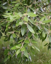 Quercus ilex