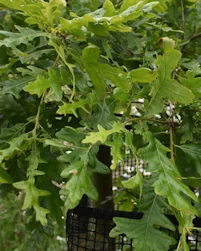 Quercus ithaburensis macrolepsis Hemelrijk Silver