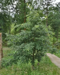 Quercus Pyrenaica