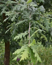 Quercus Pyrenaica