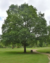 Quercus robur