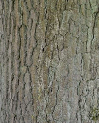 Quercus robur