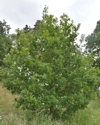 Quercus ilex