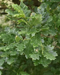Quercus