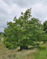 Quercus rubra