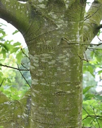 Quercus rubra