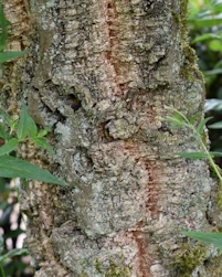 Quercus suber