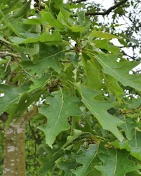 Quercus velutina rubrifolia