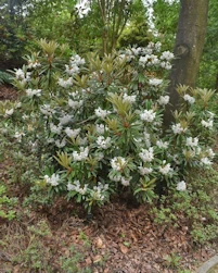Rhododendron cephalanthum dwarf pink
