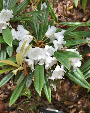 Rhododendron cephalanthum dwarf pink