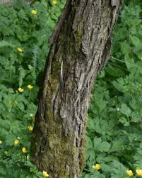 Rhododendron rex