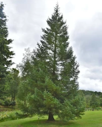 Sequoiadendron giganteum