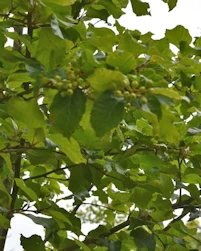 Sorbus alnifolia