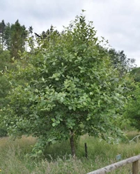 Sorbus aria lutescens