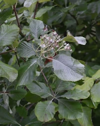 Sorbus aria lutescens
