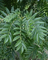 Sorbus dodong