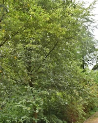 Sorbus mougeotii