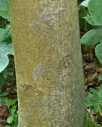 Sorbus mougeotii