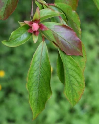 Stewartia rostrata