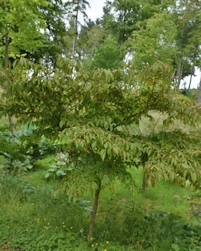 Stewartia rostrata