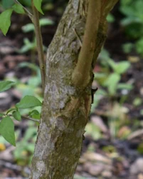 Styrax japonicus