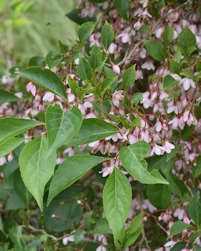 Styrax japonicus pink chimes