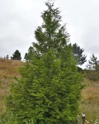 Thuja plicata