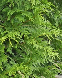 Thuja plicata