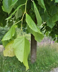 Tilia americana Redmond