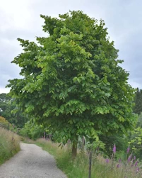 Tilia americana Redmond